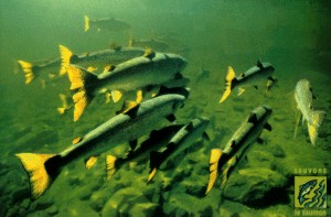 Langstreckenwanderer Lachs Foto: SOS Loire Vivante.